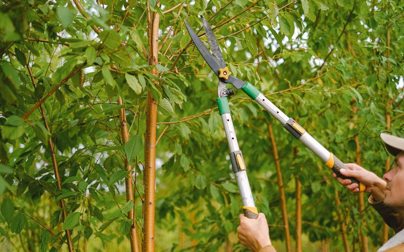 Tree trimming in Northwood, IA